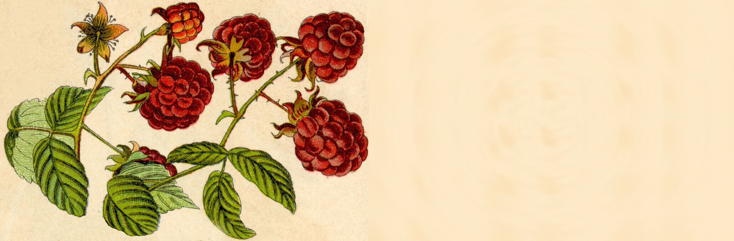 Edition Rubus